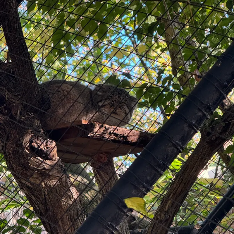 A photograph of Mushu in Cincinnati Zoo