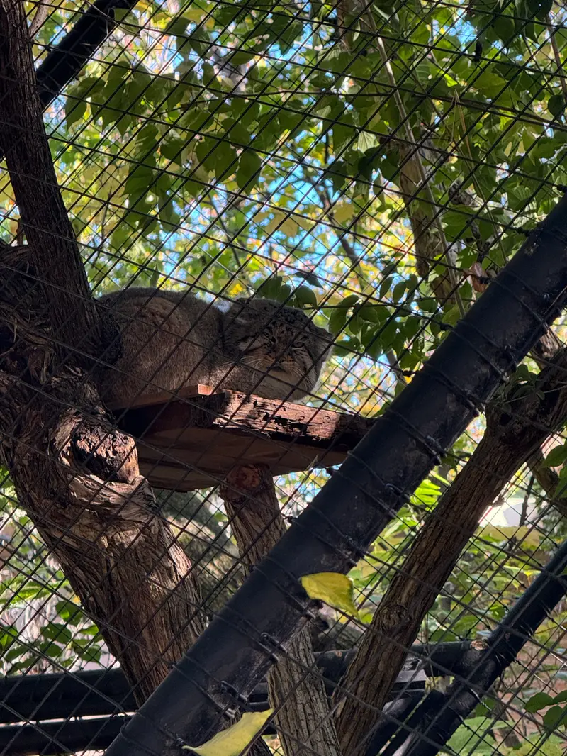 A photograph of Mushu in Cincinnati Zoo