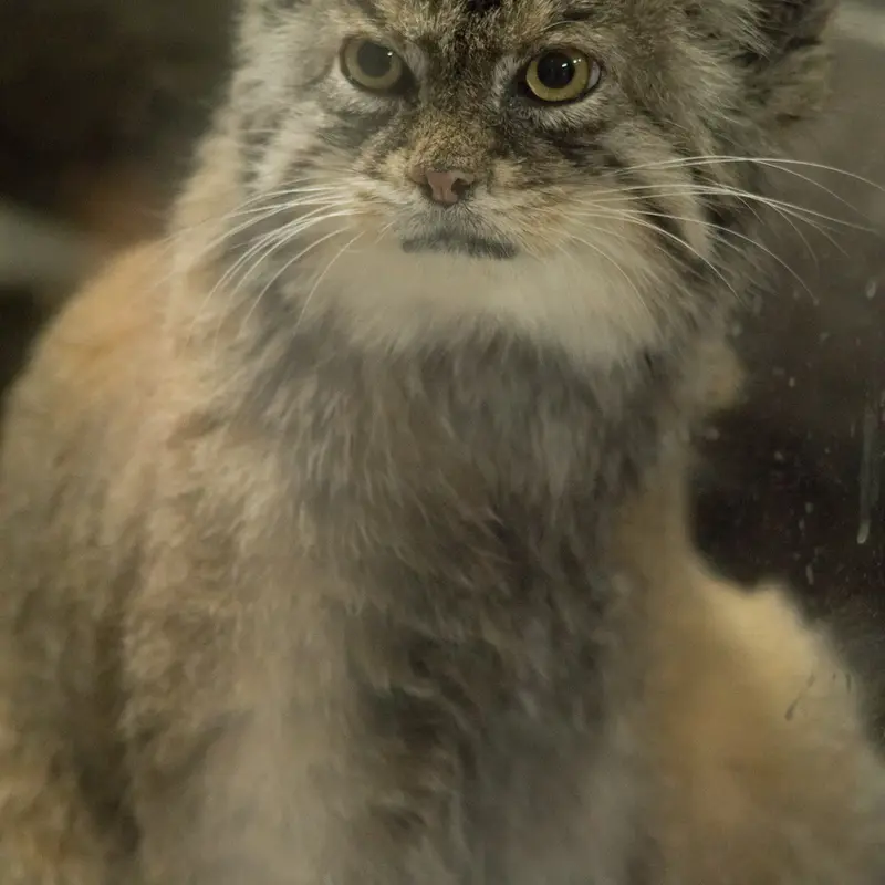 A photograph of Primula in Ueno Zoological Gardens
