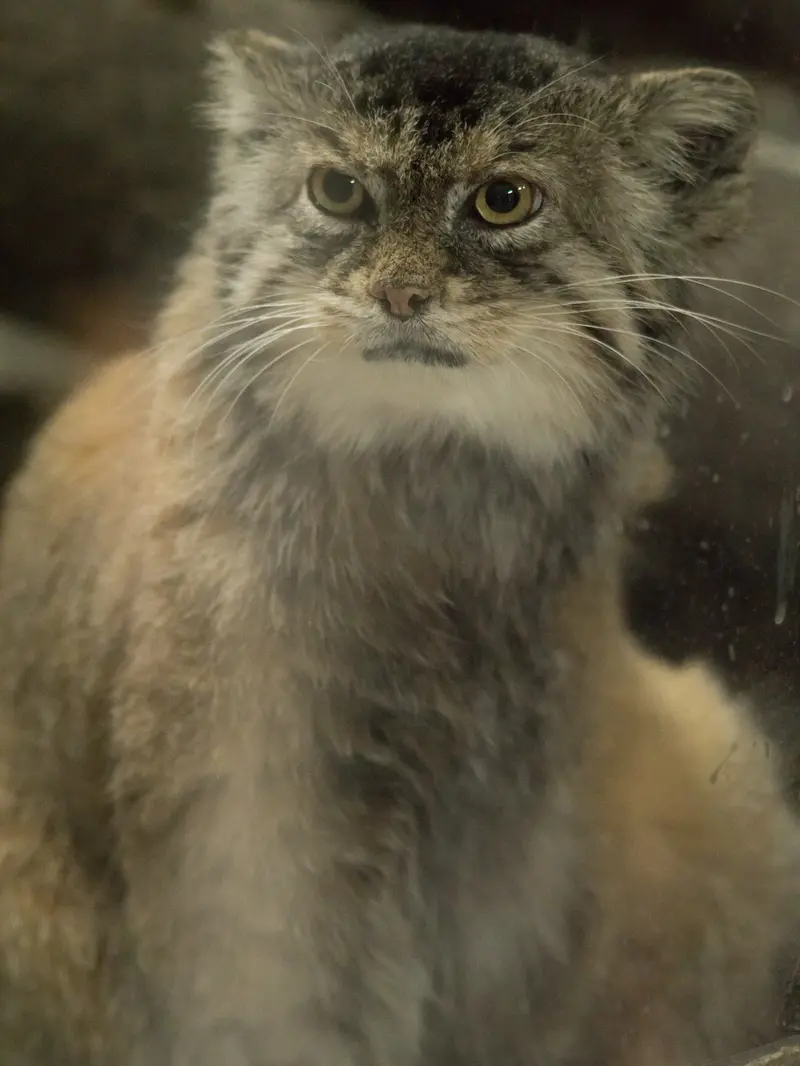 A photograph of Primula in Ueno Zoological Gardens
