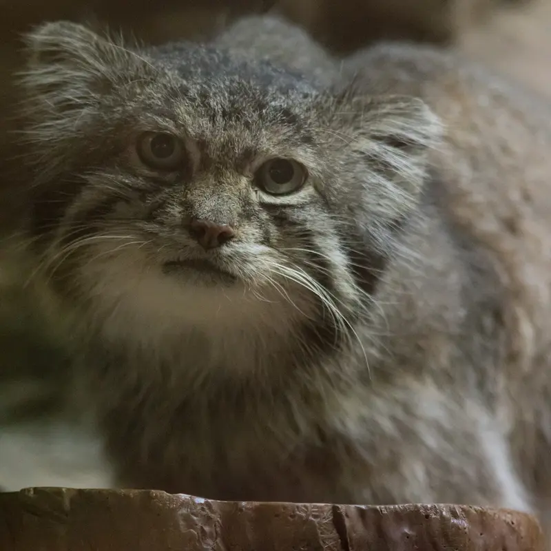 A photograph of Klyon in Ueno Zoological Gardens