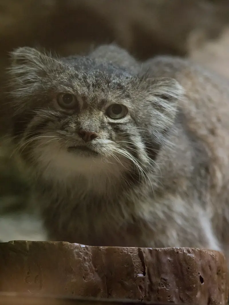 A photograph of Klyon in Ueno Zoological Gardens