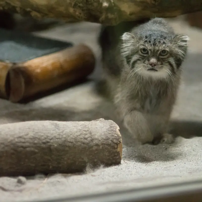 A photograph of Klyon in Ueno Zoological Gardens