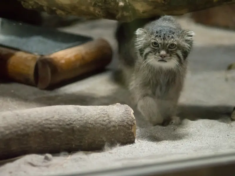 A photograph of Klyon in Ueno Zoological Gardens