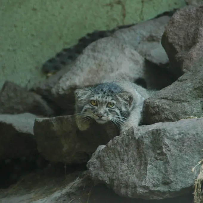 A photograph of Boris Ⅱ in Budapest Zoo & Botanical Garden