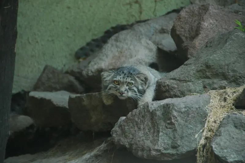 A photograph of Boris Ⅱ in Budapest Zoo & Botanical Garden