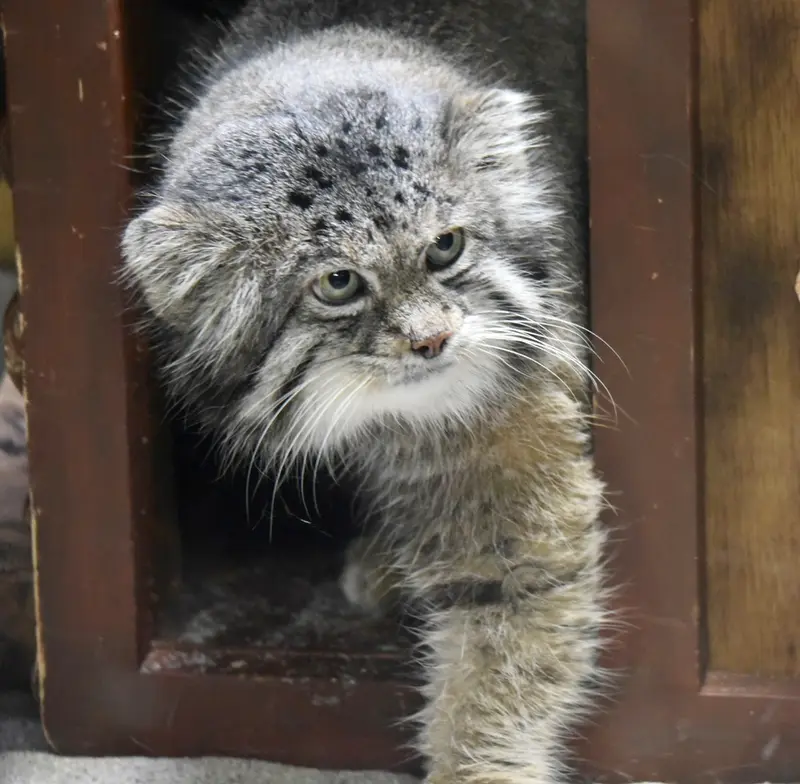 A photograph of Klyon in Ueno Zoological Gardens