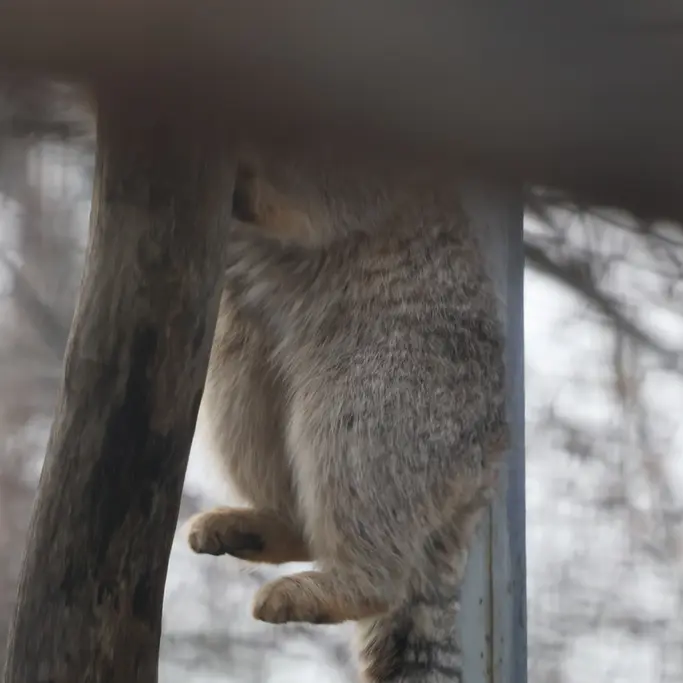 A photograph of a Pallas's cat