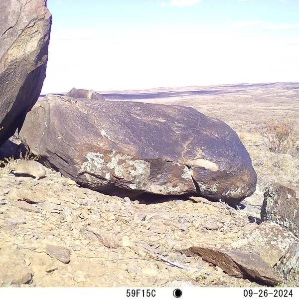A photograph of Kazakh pika from Koshkar camera trap
