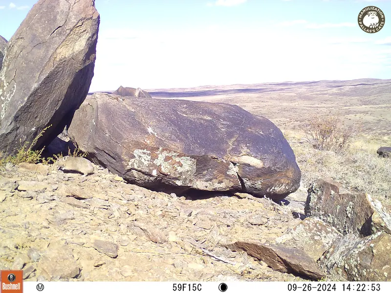 A photograph of Kazakh pika from Koshkar camera trap