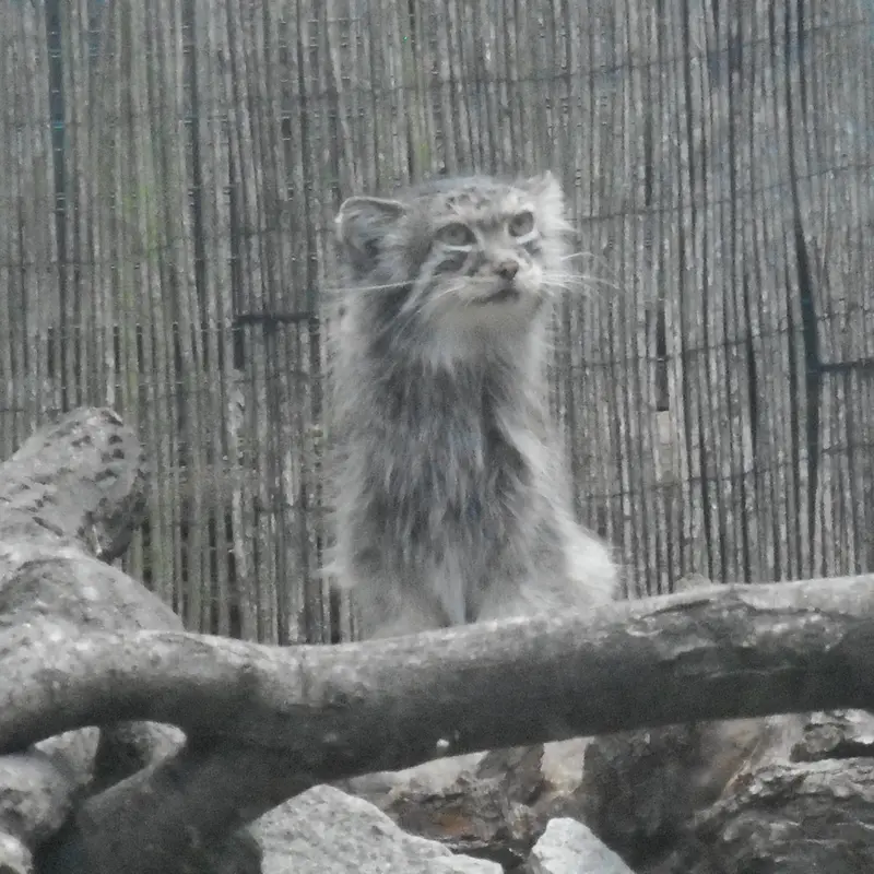 A photograph of a Pallas's cat