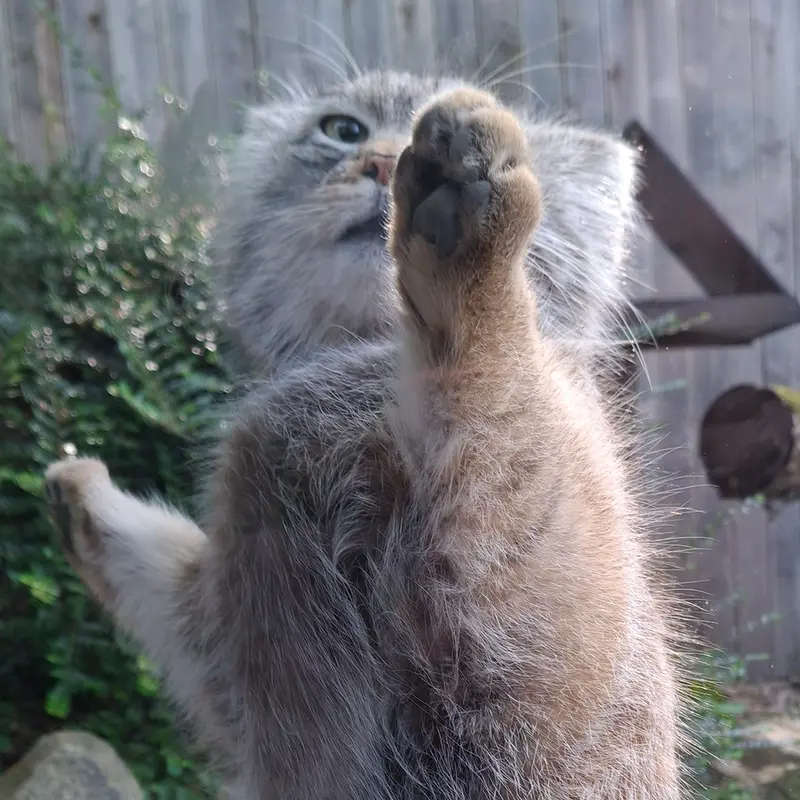 A photograph of Altai in Tregomeur Zoo