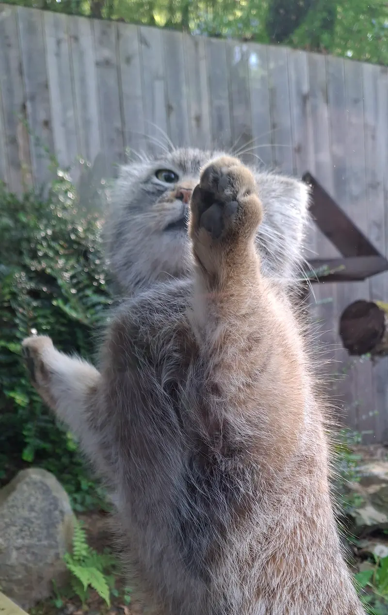 A photograph of Altai in Tregomeur Zoo