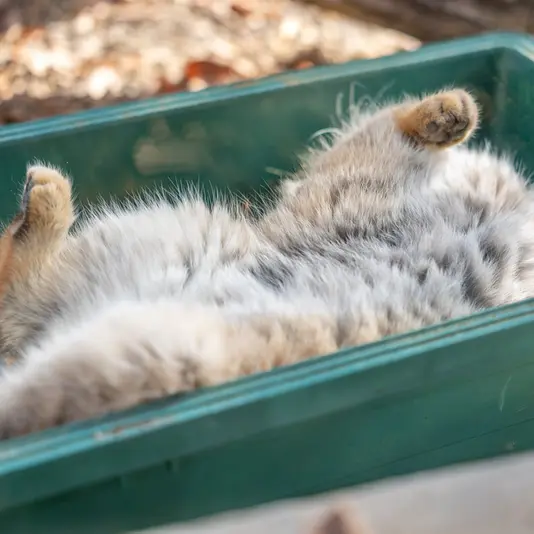 A photograph of Grusha in Saitama Children's Zoo