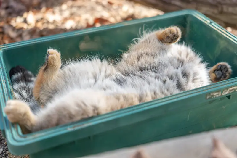 A photograph of Grusha in Saitama Children's Zoo