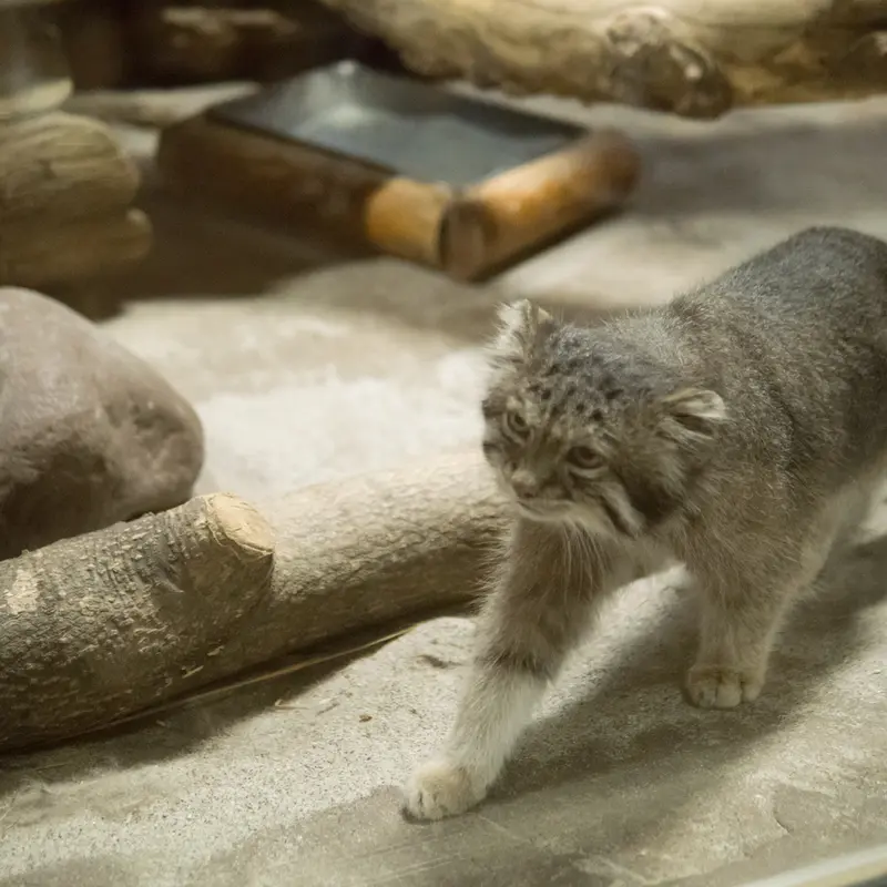 A photograph of Klyon in Ueno Zoological Gardens