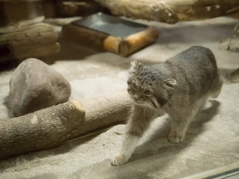 A photograph of Klyon in Ueno Zoological Gardens