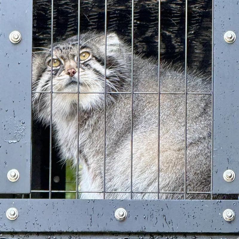 A photograph of Grusha in Asahiyama Zoo