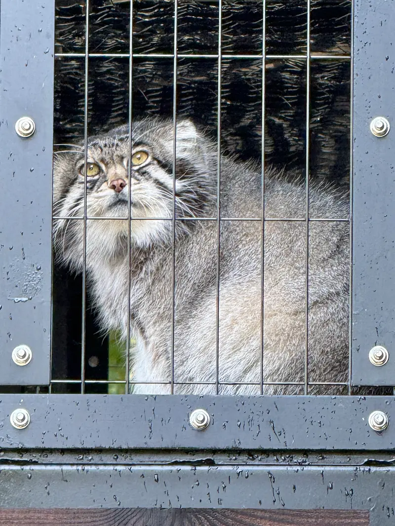 A photograph of Grusha in Asahiyama Zoo