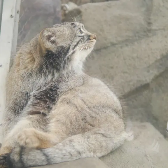 A photograph of a Pallas's cat in Kobe Animal Kingdom