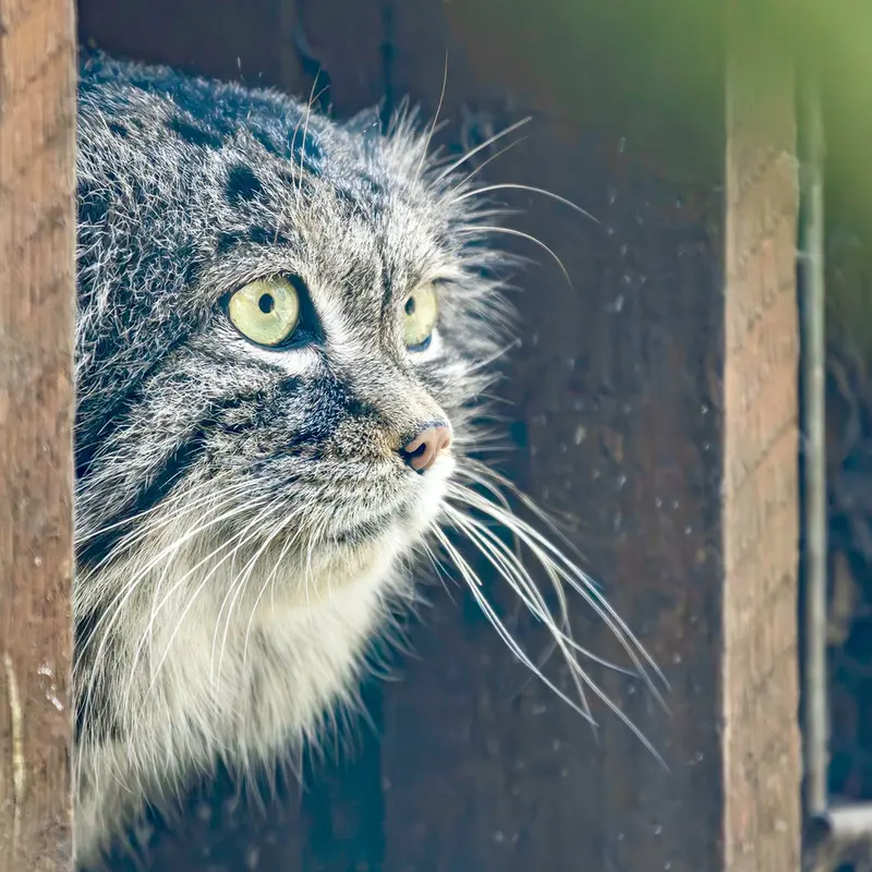 A photograph of Magellan in Poznan New Zoo