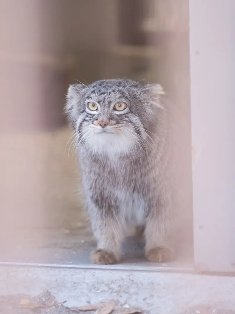 A photograph of Figa in Nogeyama Zoo