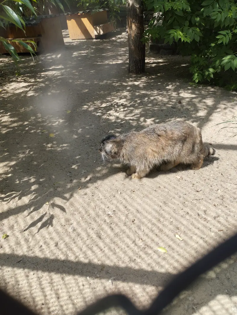 A photograph of a Pallas's cat in Novosibirsk Zoo