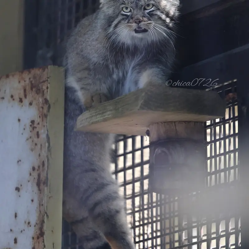 A photograph of Hide in Asahiyama Zoo