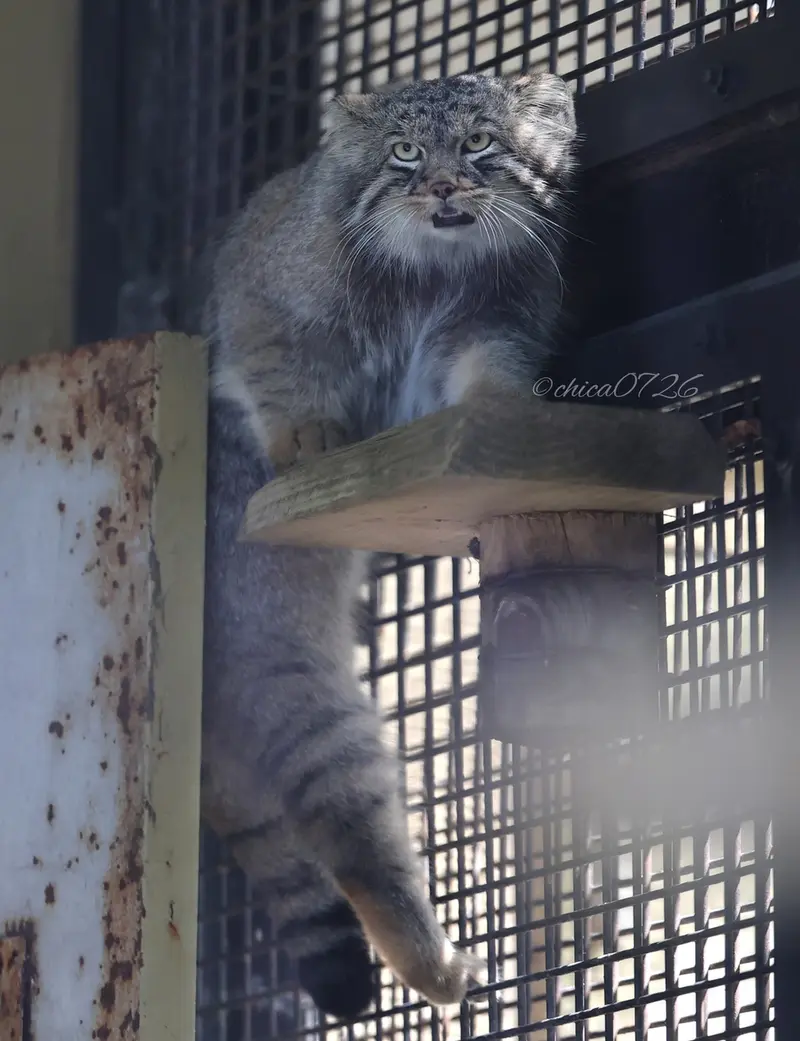 A photograph of Hide in Asahiyama Zoo