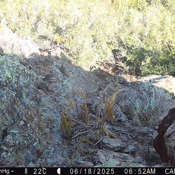 A photograph of Grey partridge from Zhundy 3 [new] camera trap