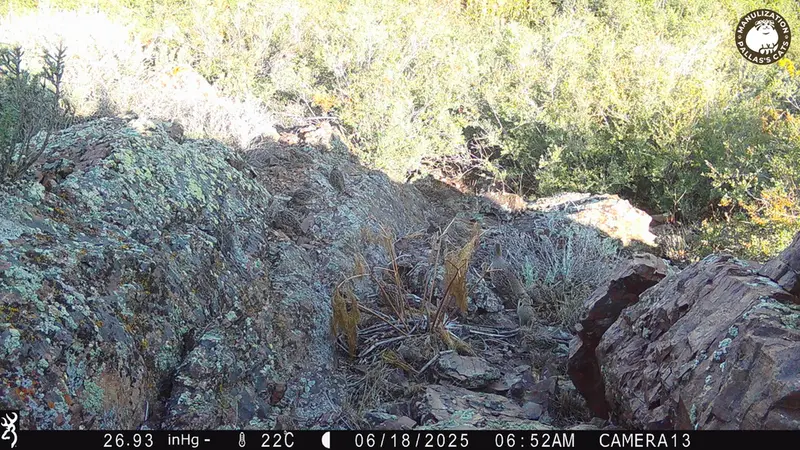 A photograph of Grey partridge from Zhundy 3 [new] camera trap