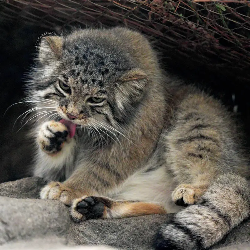 A photograph of Az in Kobe Animal Kingdom