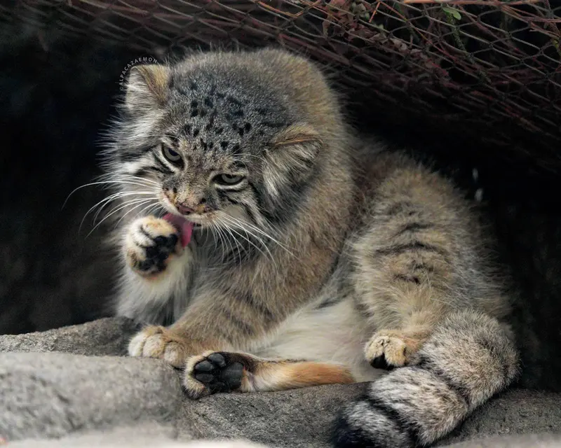 A photograph of Az in Kobe Animal Kingdom