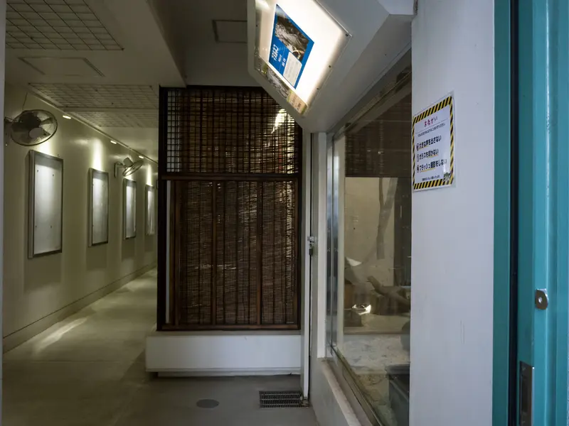A photograph of a Pallas's cat in Nogeyama Zoo