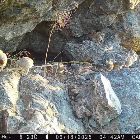 A photograph of Grey partridge from Zhundy 1 camera trap