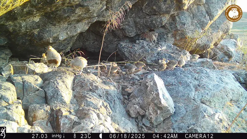 A photograph of Grey partridge from Zhundy 1 camera trap