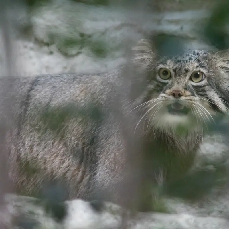 A photograph of Figa in Nogeyama Zoo