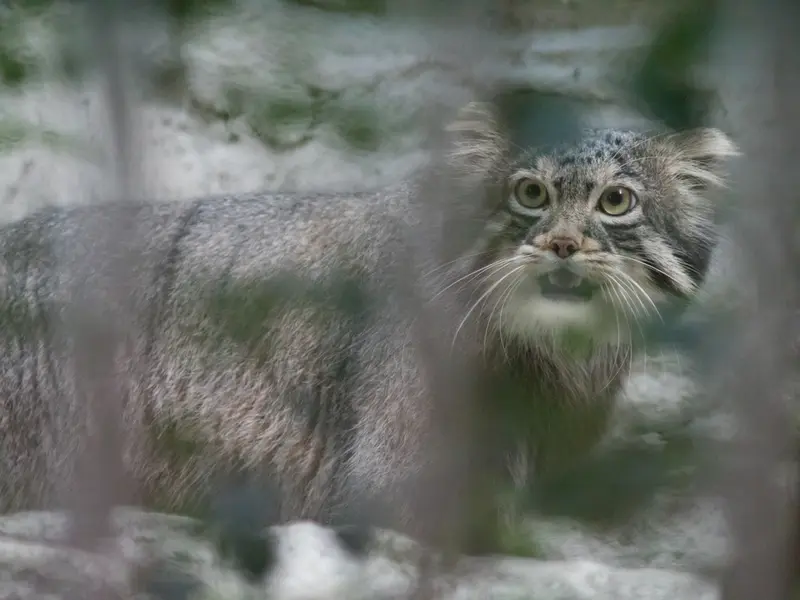A photograph of Figa in Nogeyama Zoo