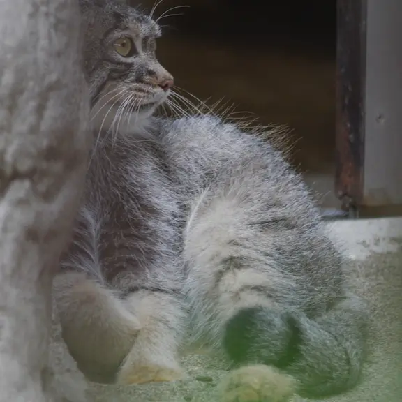 A photograph of a Pallas's cat in Nogeyama Zoo