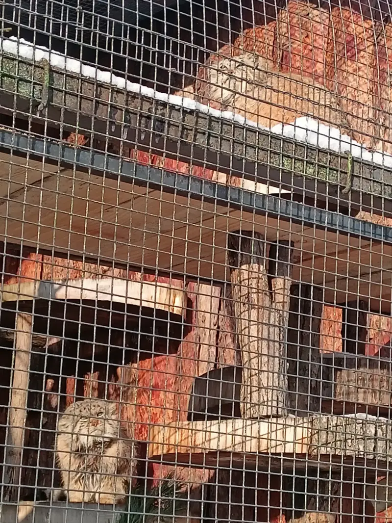 A photograph of Namika and Sven in Leningrad zoo