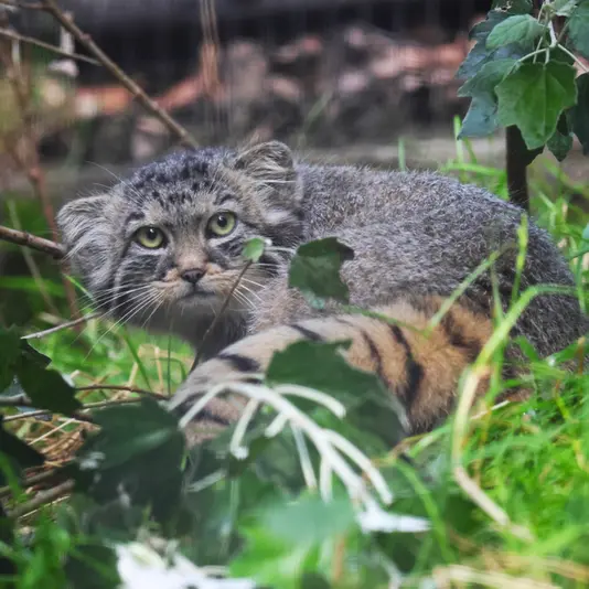 A photograph of Zaya in Gdansk Zoo