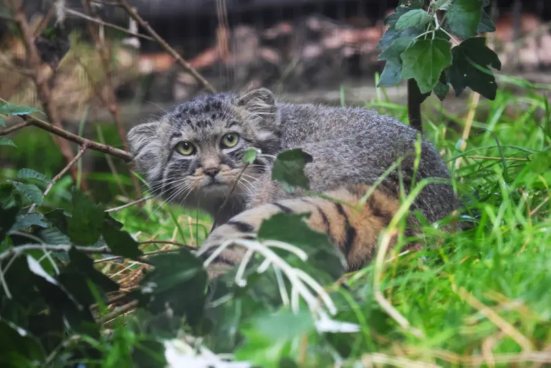 A photograph of Zaya in Gdansk Zoo