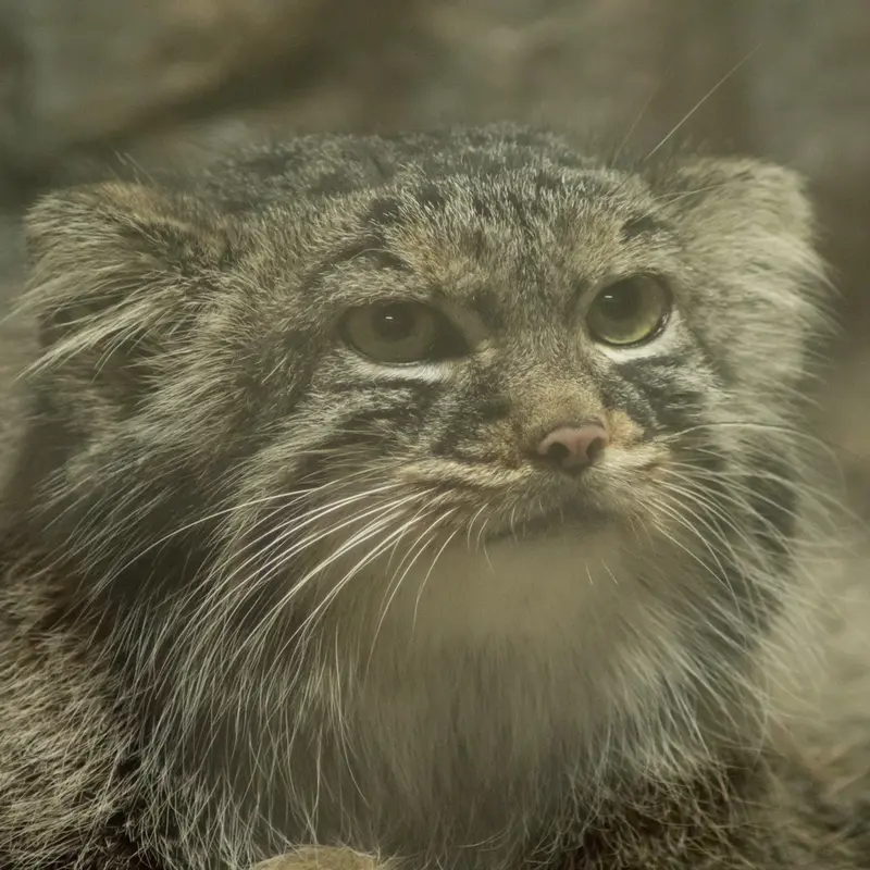 A photograph of Shafran in Ueno Zoological Gardens