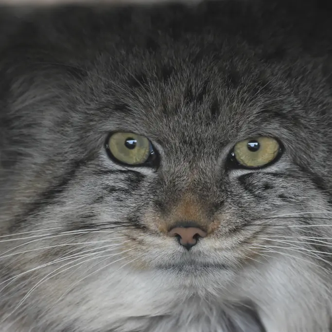 A photograph of a Pallas's cat in The Lakeland Wildlife Oasis