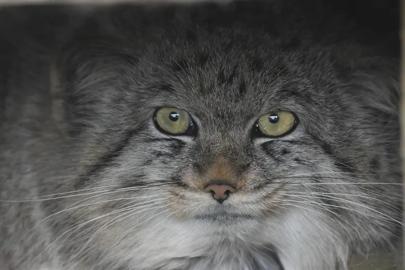 A photograph of a Pallas's cat in The Lakeland Wildlife Oasis