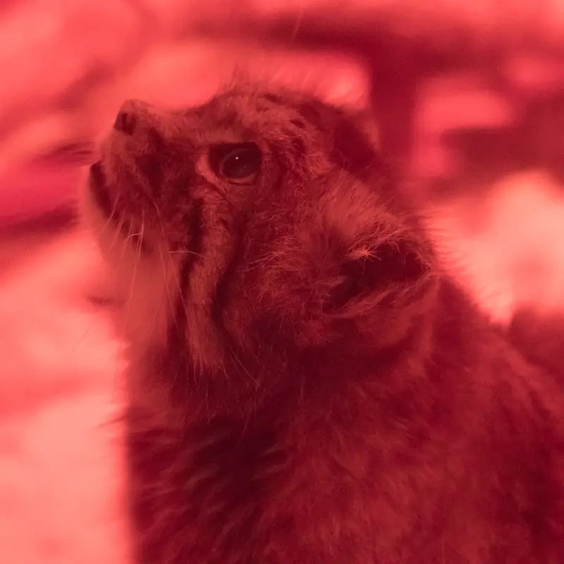 A photograph of Naim in Ueno Zoological Gardens