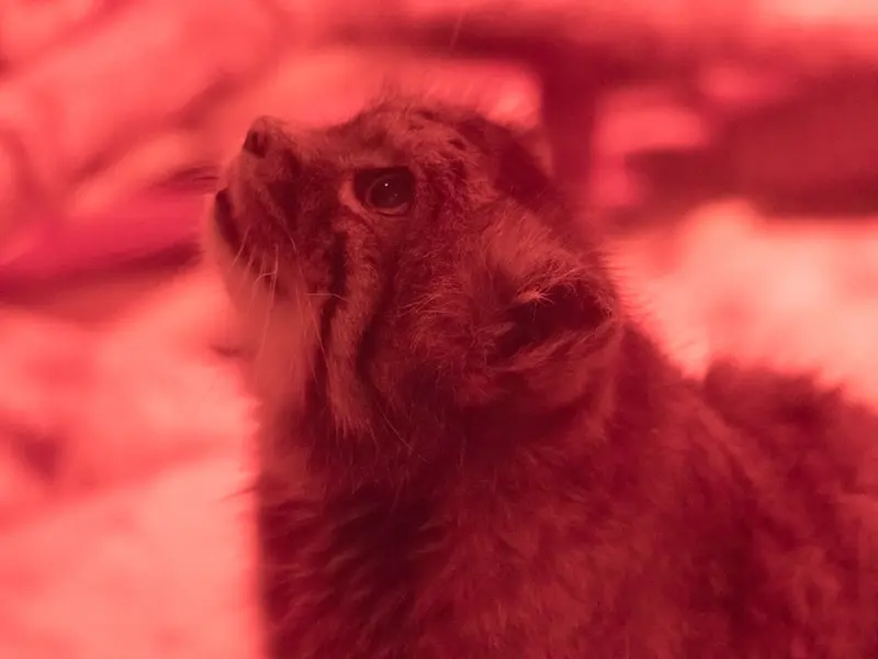 A photograph of Naim in Ueno Zoological Gardens