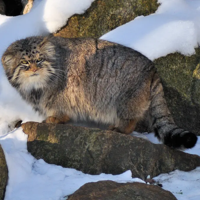 A photograph of Pabu in Görlitz Zoo