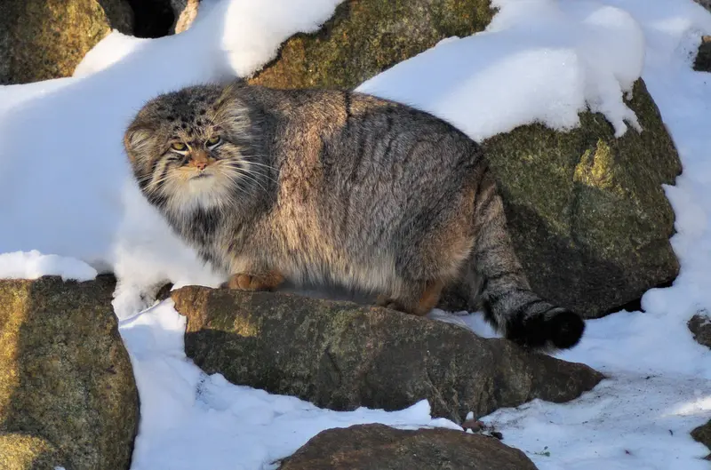 A photograph of Pabu in Görlitz Zoo