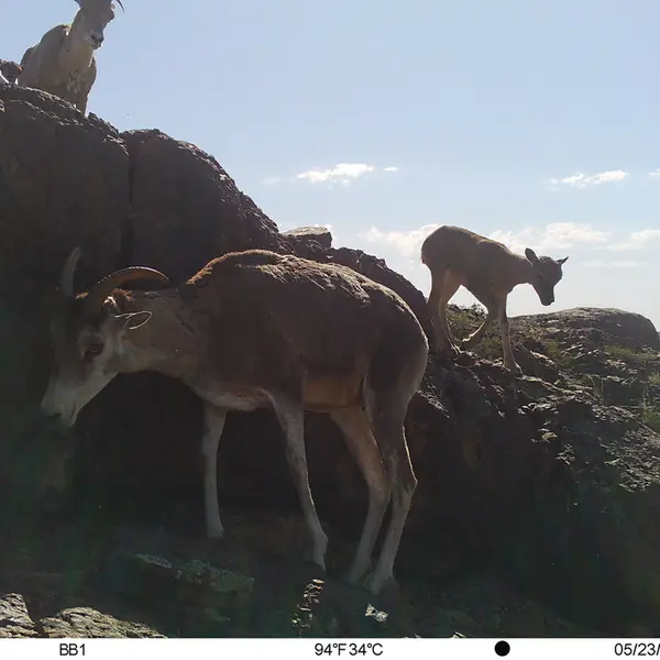 A photograph of Argali from Aktas-Kunkora camera trap
